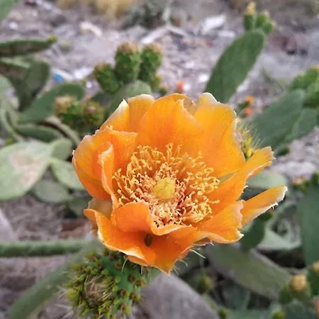 Casa Tijoco ゲストハウス 3*