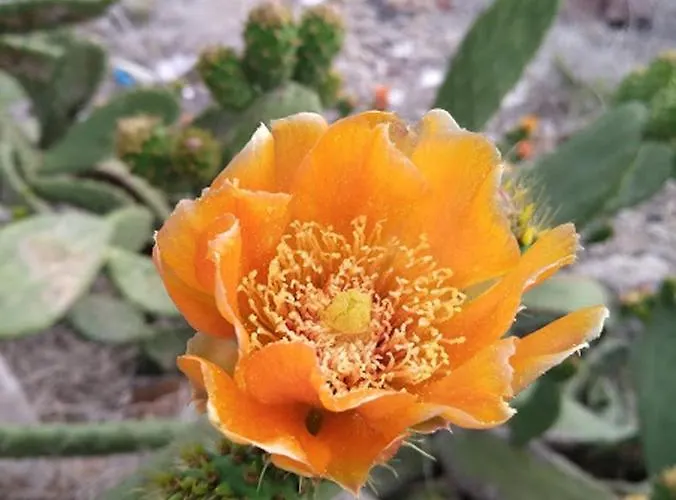 Casa Tijoco Guest house 3*